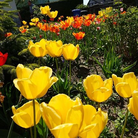 Citynahe Wohnung Festung Ehrenbreitstein 65M² Mit Grossem Garten Koblencja Zewnętrze zdjęcie